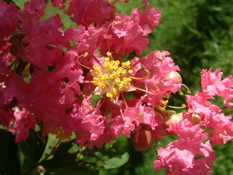 紫微植物|紫薇（千屈菜科、紫薇属植物）